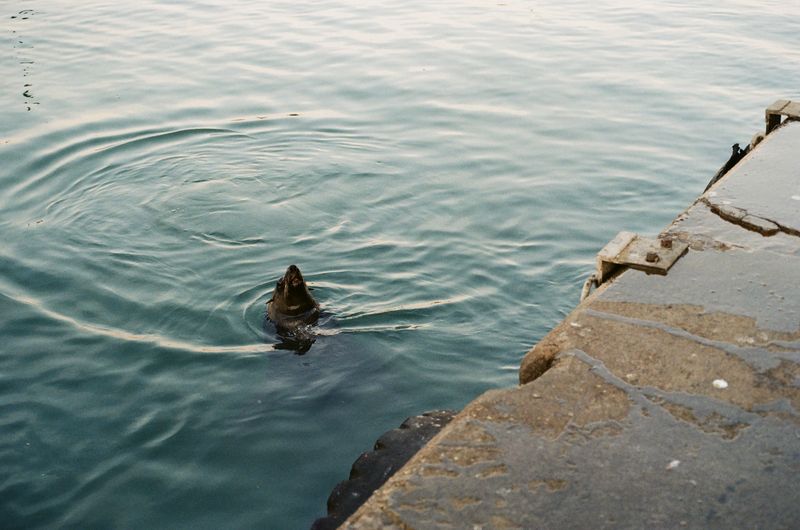 © Celeste Jacobs - A seal waits patiently for fishing offcuts, 2026