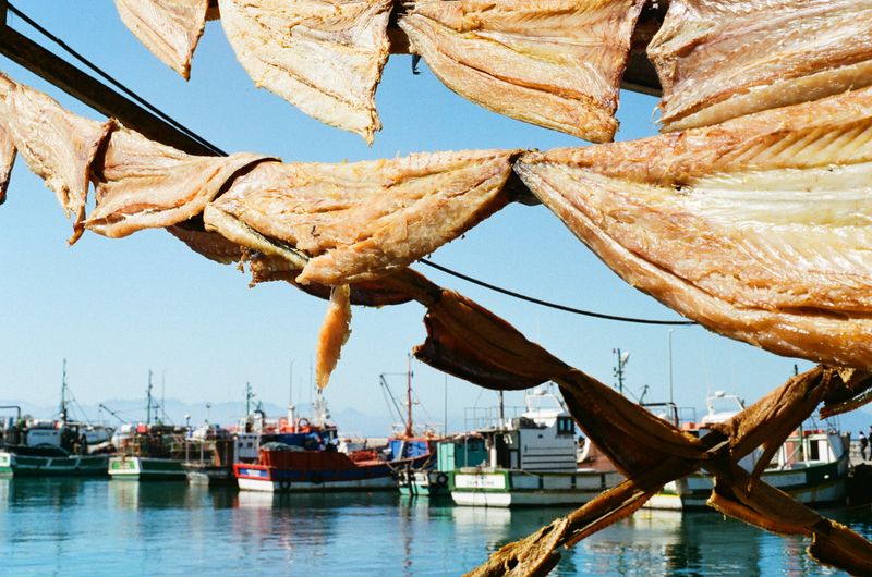 © Celeste Jacobs - Drying snoek at the harbour, 2026