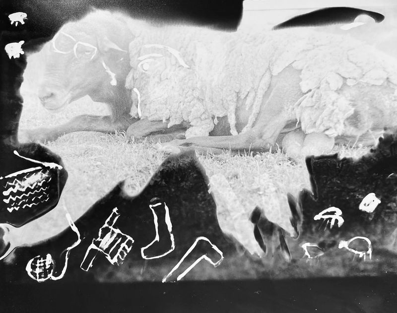 The Camera As A Listening Device: Tahereh Fallahzadeh’s Darkroom Practice Of Memory And Freedom