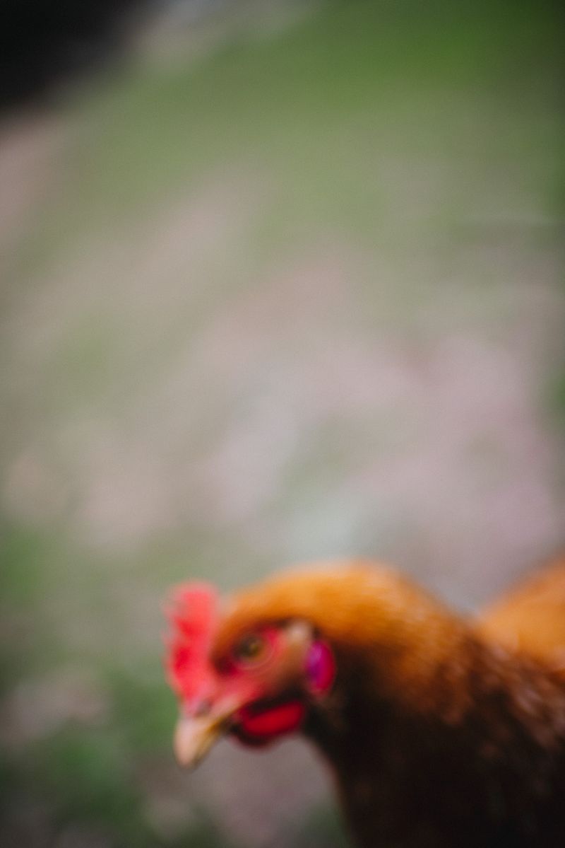 © XIMENA ETCHART - Image from the MOTHERLAND photography project