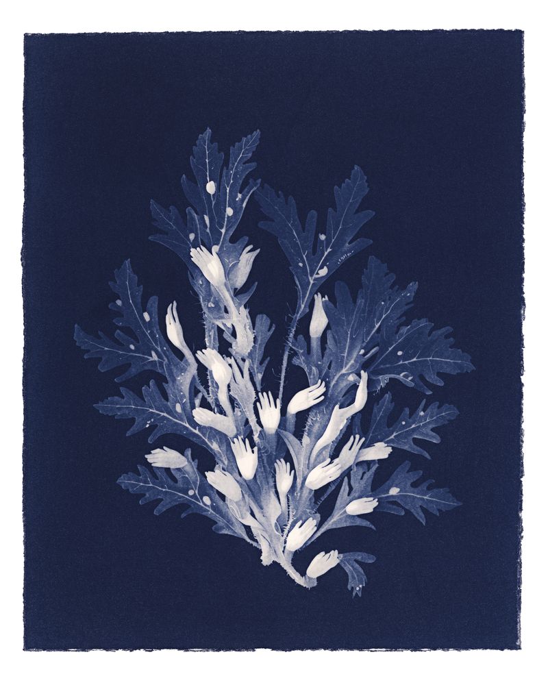 © Kate Robertson - Image from the Speculative Cyanotype Impressions photography project