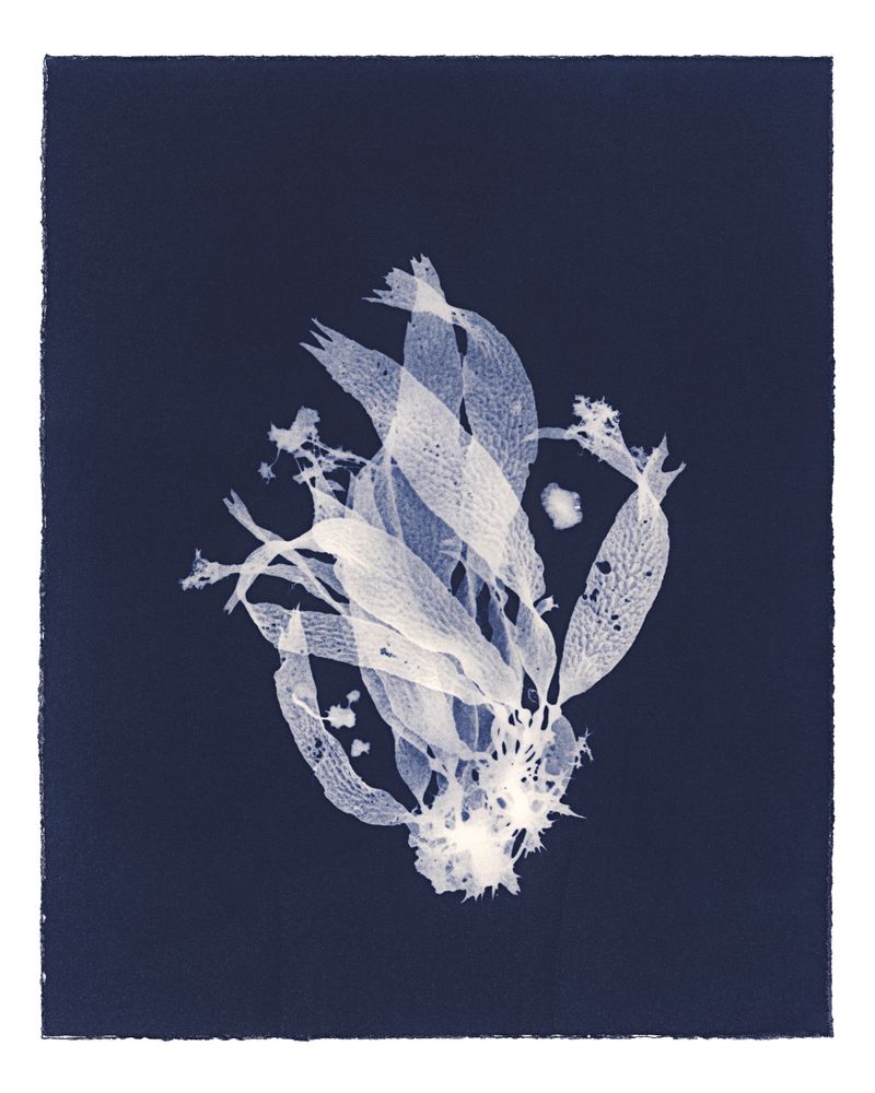 © Kate Robertson - Image from the Speculative Cyanotype Impressions photography project