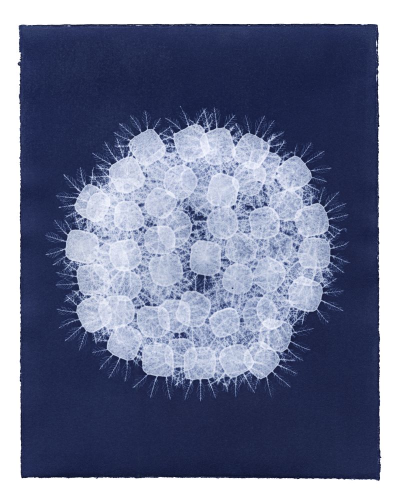 © Kate Robertson - Image from the Speculative Cyanotype Impressions photography project