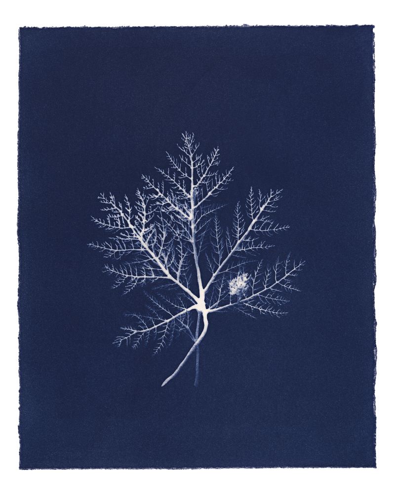 © Kate Robertson - Image from the Speculative Cyanotype Impressions photography project