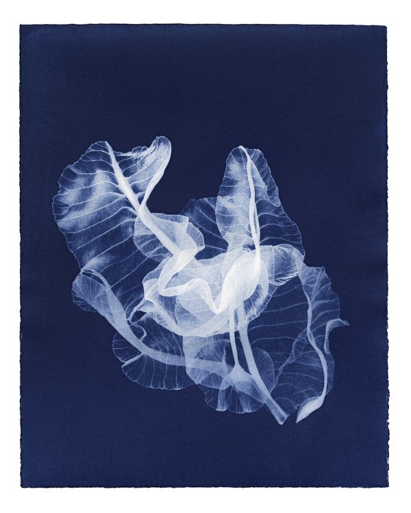 © Kate Robertson - Image from the Speculative Cyanotype Impressions photography project