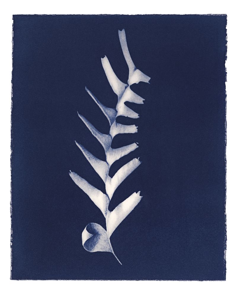 © Kate Robertson - Image from the Speculative Cyanotype Impressions photography project