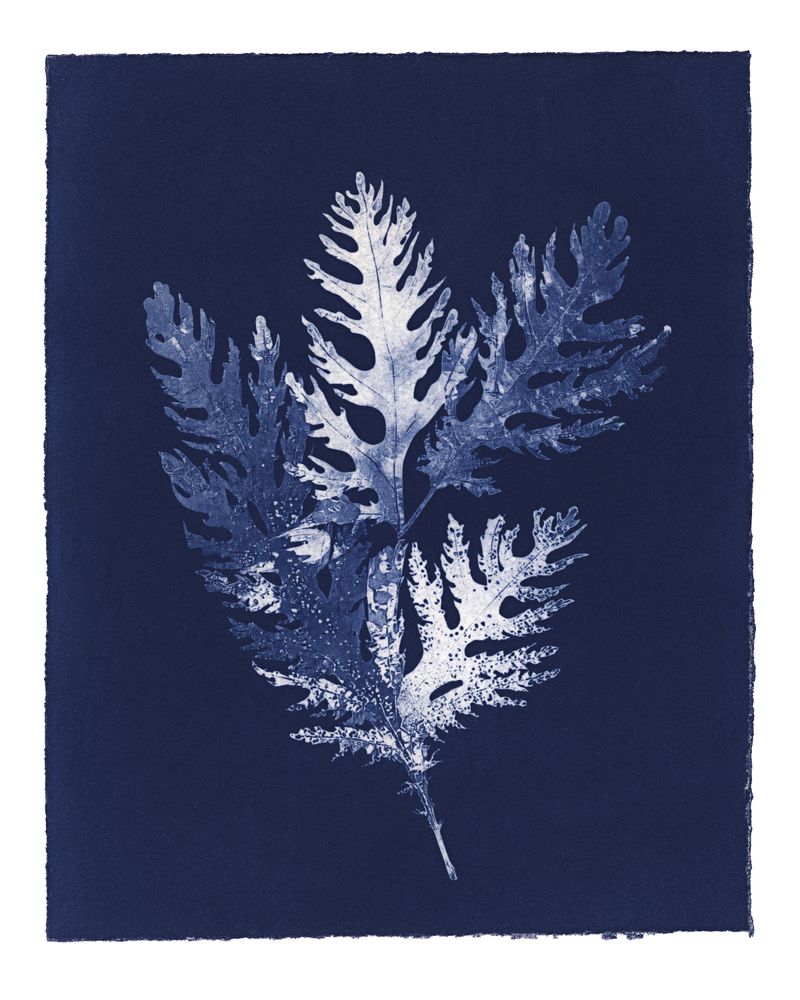 © Kate Robertson - Image from the Speculative Cyanotype Impressions photography project