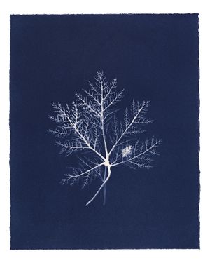 Speculative Cyanotype Impressions