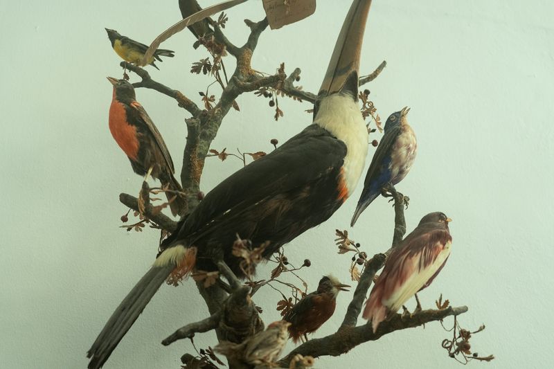 © Dragos Coman - Image from the Permanent Creatures photography project