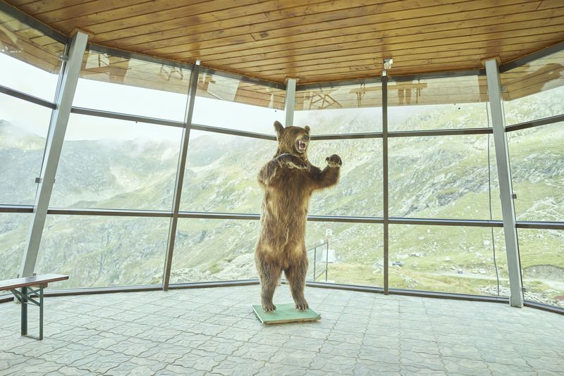 © Dragos Coman - Image from the Permanent Creatures photography project