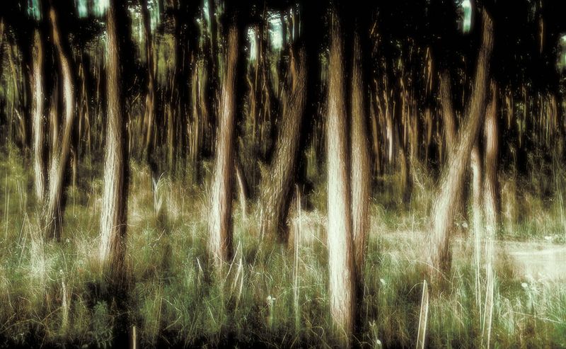 © Roberto Cavazzuti - Liquid Pinewood