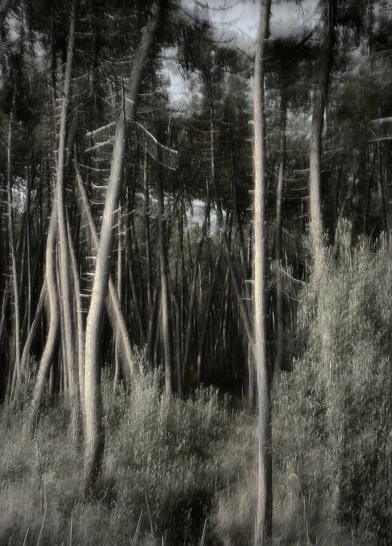 © Roberto Cavazzuti - The wolf’s den