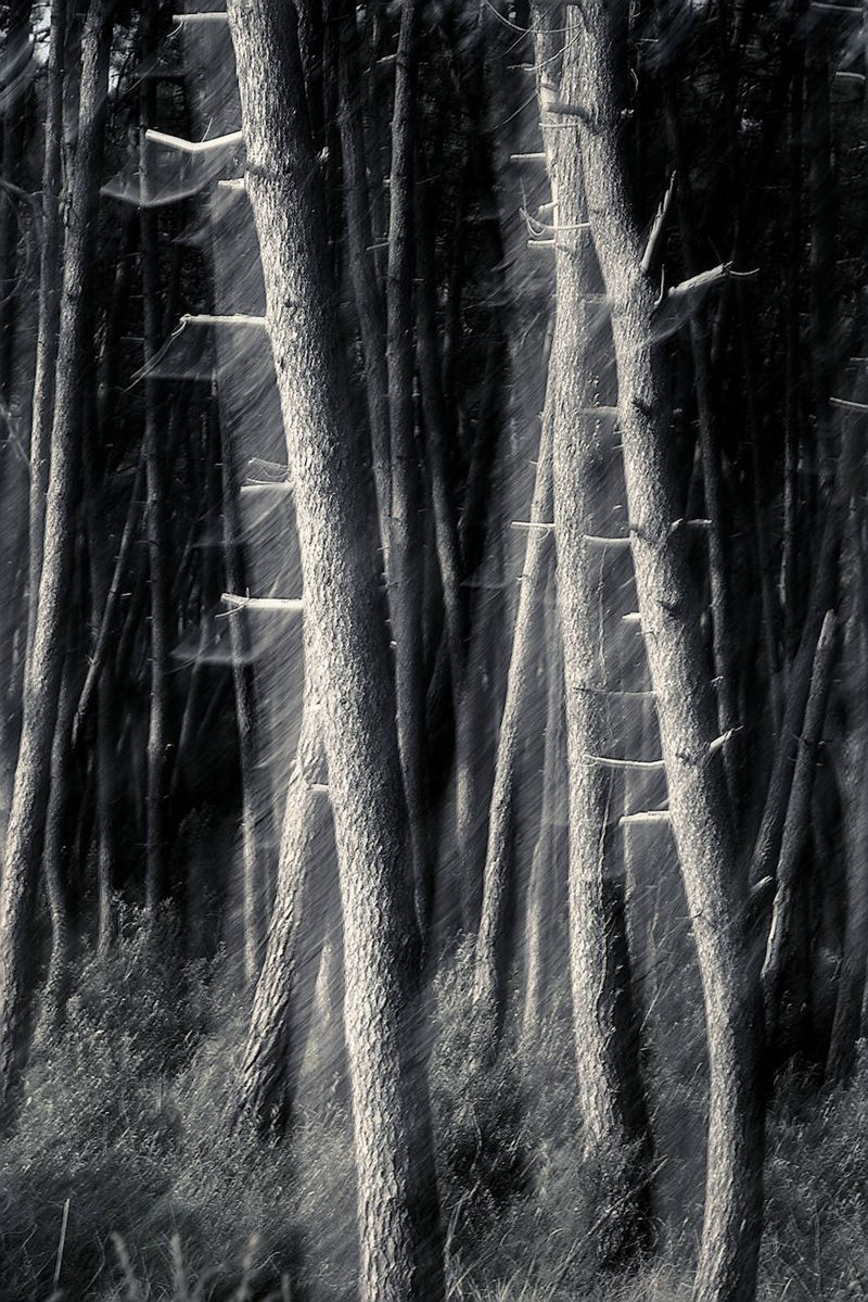 © Roberto Cavazzuti - Magica Pineta
