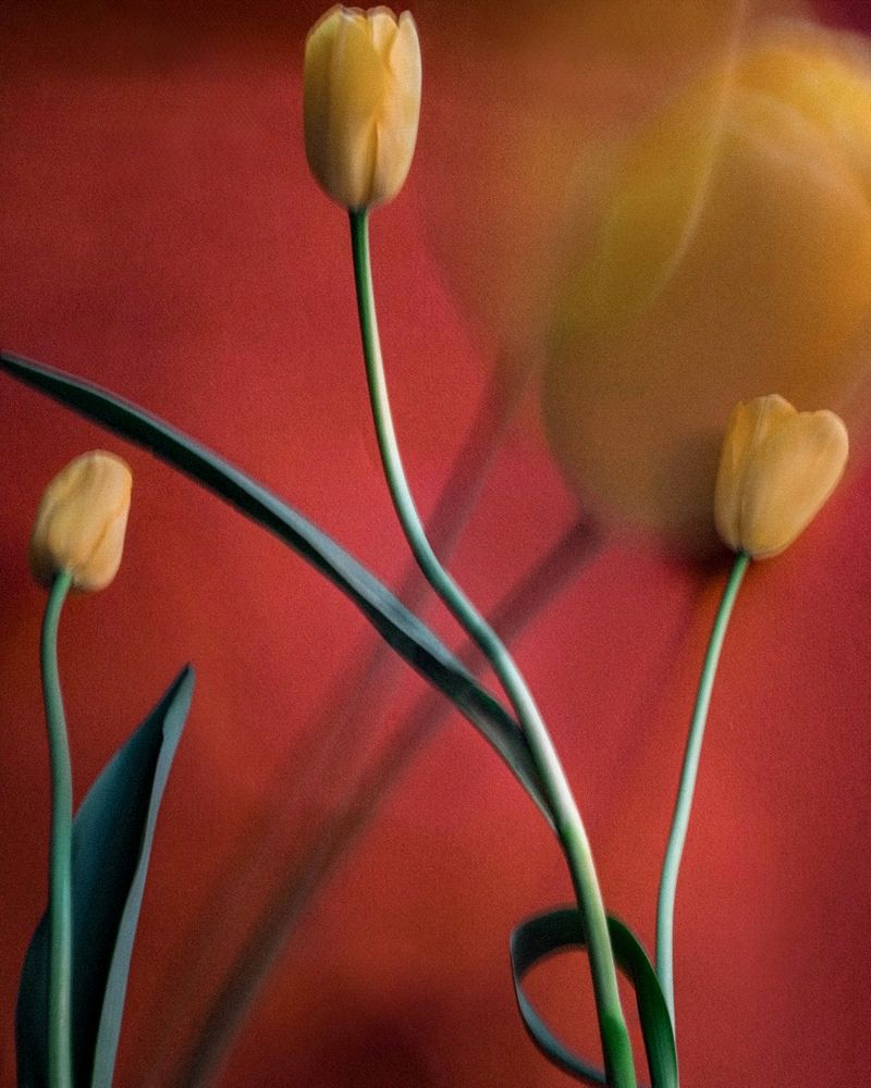 Sarah van Rij, Tullips, 2026