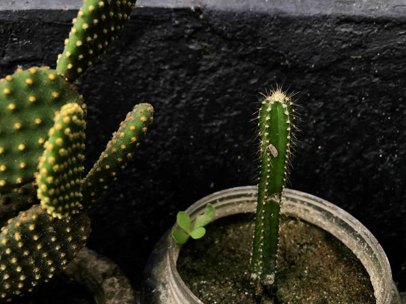 © Ferdousi Jaman - Cactus in the attic / Bangladesh / 2025