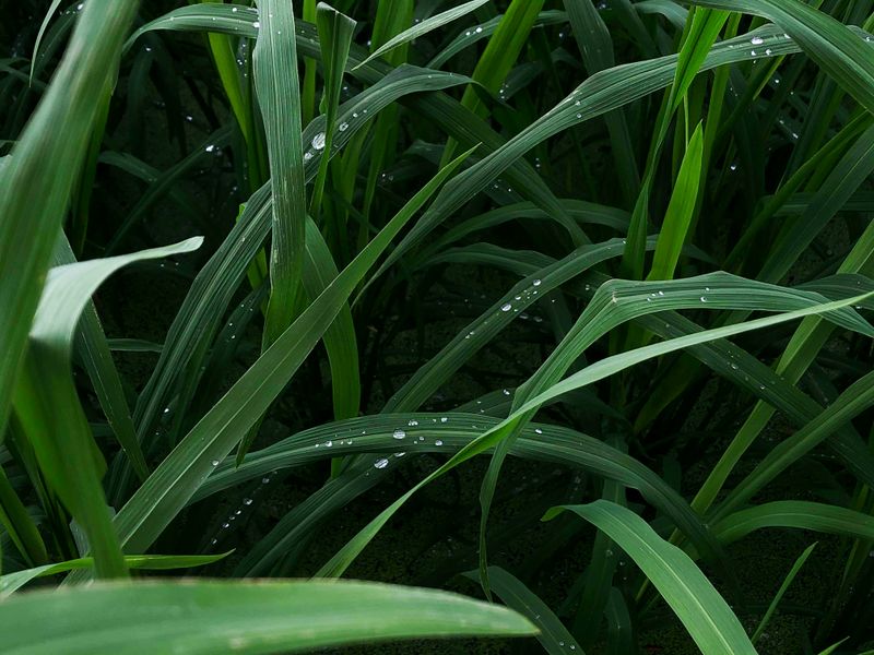 © Ferdousi Jaman - Raindrops on leaf / rural area , Bangladesh / 2025