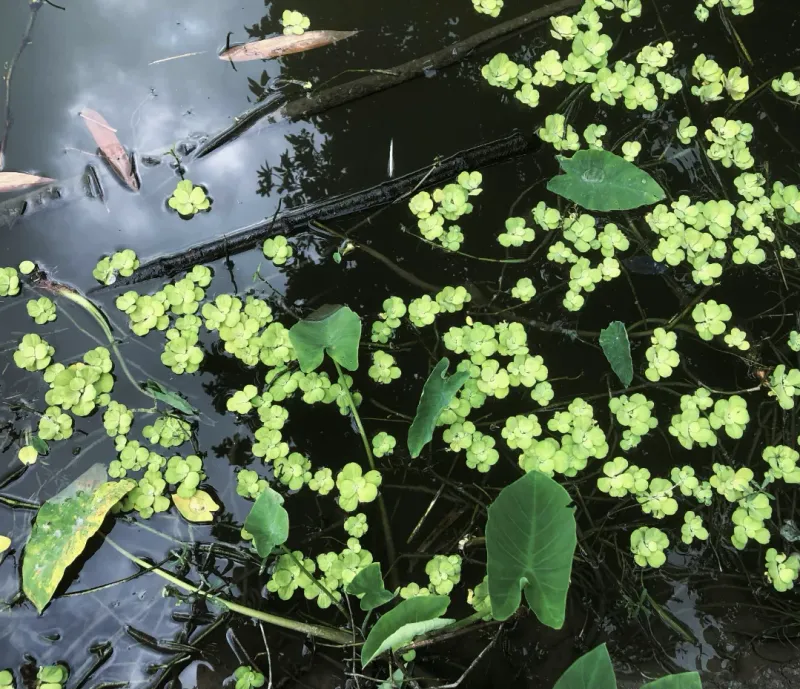 © Ferdousi Jaman - Pond by the house/ Bangladesh/ 2025