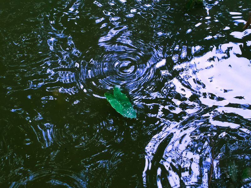 © Ferdousi Jaman - The sinking leaf / Bangladesh / 2025