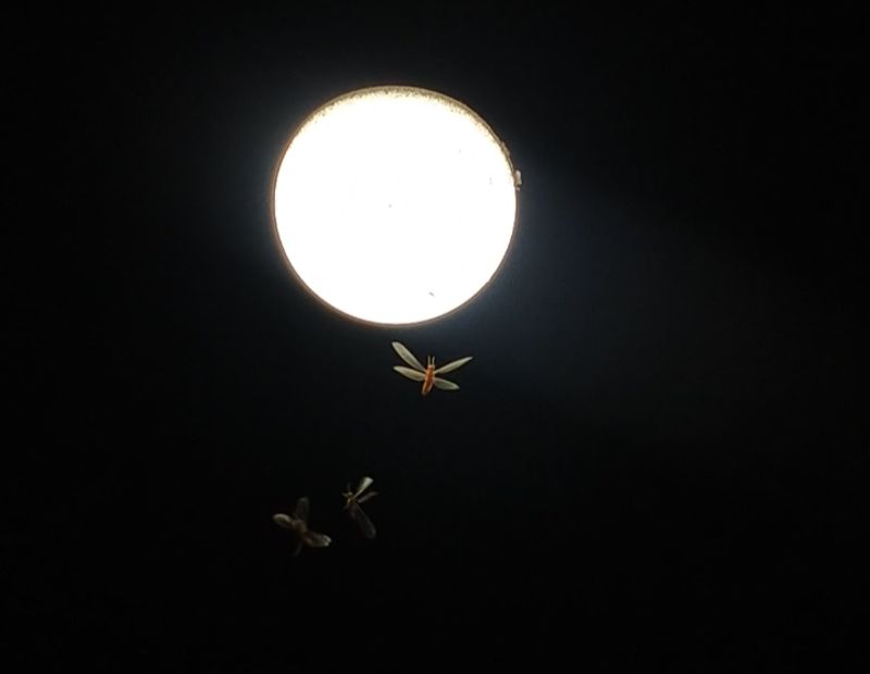 © Ferdousi Jaman - Crickets & light bulb / Bangladesh / 2024