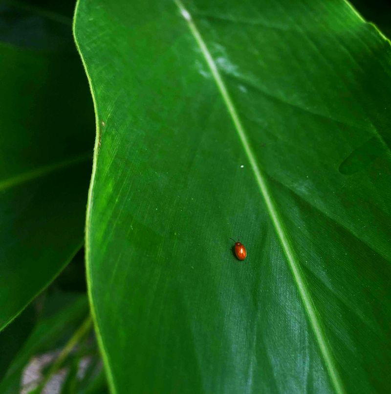 © Ferdousi Jaman - Numb little Bug/ Bangladesh / 2025