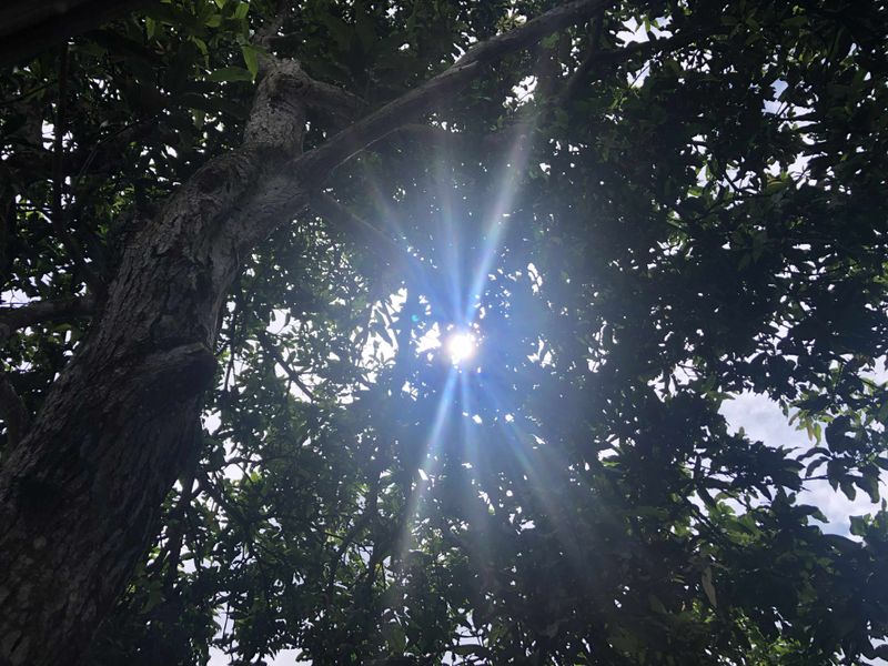© Ferdousi Jaman - Trees and sun/ Bangladesh / 2025