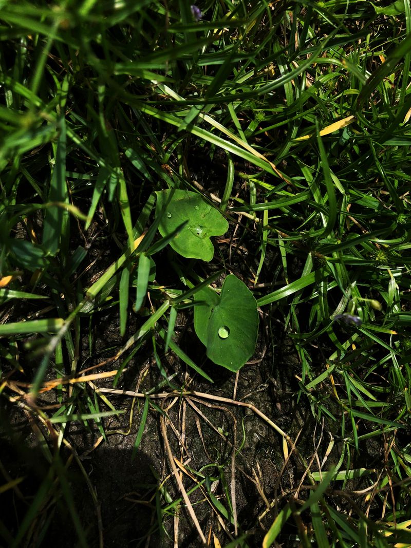 © Ferdousi Jaman - Little sunshine/ Bangladesh/ 2025