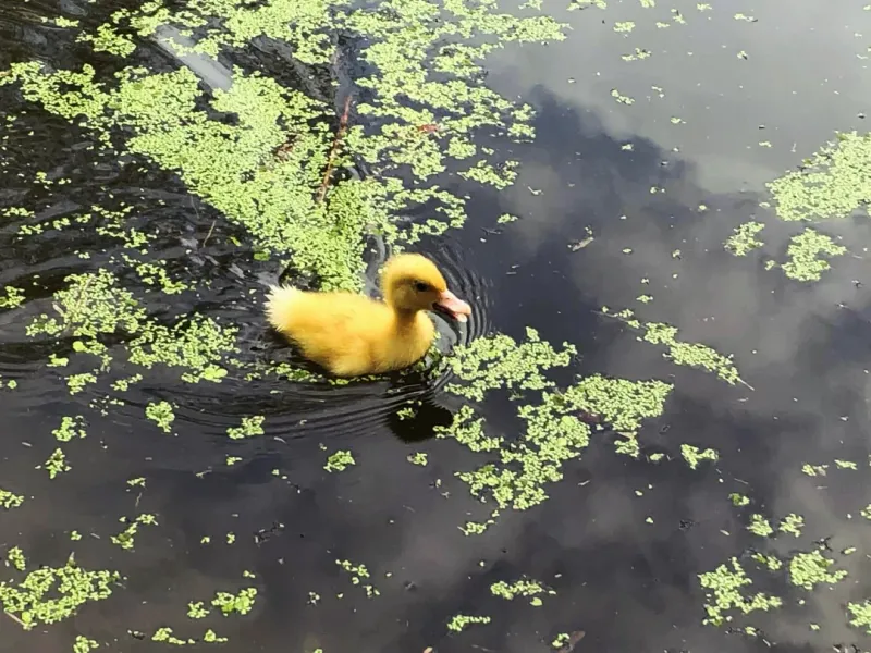 © Ferdousi Jaman - Little duckling / Bangladesh / 2026