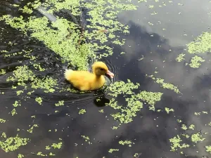 A WORLD IN SMALL THINGS