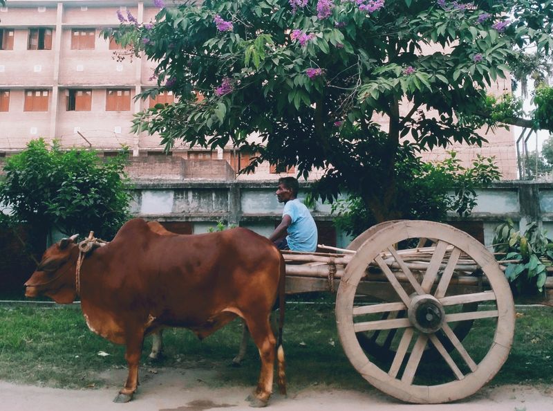 © Ferdousi Jaman - A Cow Cart / Rajshahi, Bangladesh / 2024