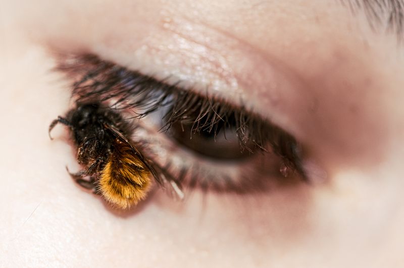 © Yulia Kozynka - "Peace" | A bumblebee quietly resting near the eye