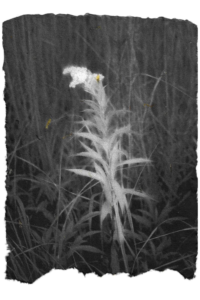 © Angelika Gad - Image from the Goldenrod photography project