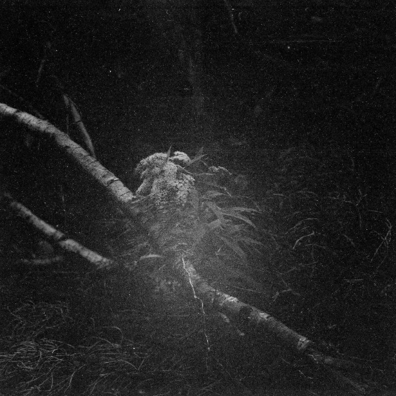 © Angelika Gad - Goldenrod extracted from its landscape context and presented as an individual object of observation.