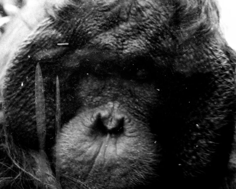© Frank Viki Wang - Image from the ICU (I See You) photography project