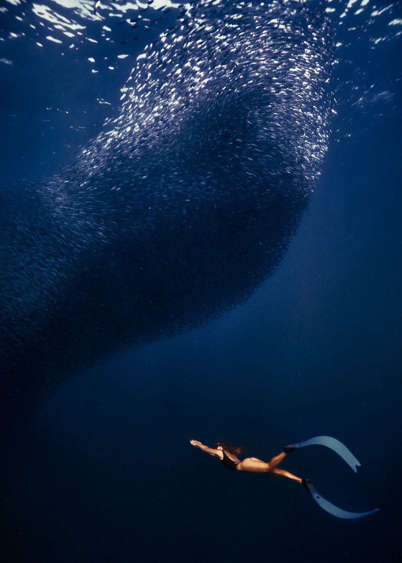© Maddison Woollard - Into The Blue | Front row at one of nature's greatest shows, chaos becomes choreography