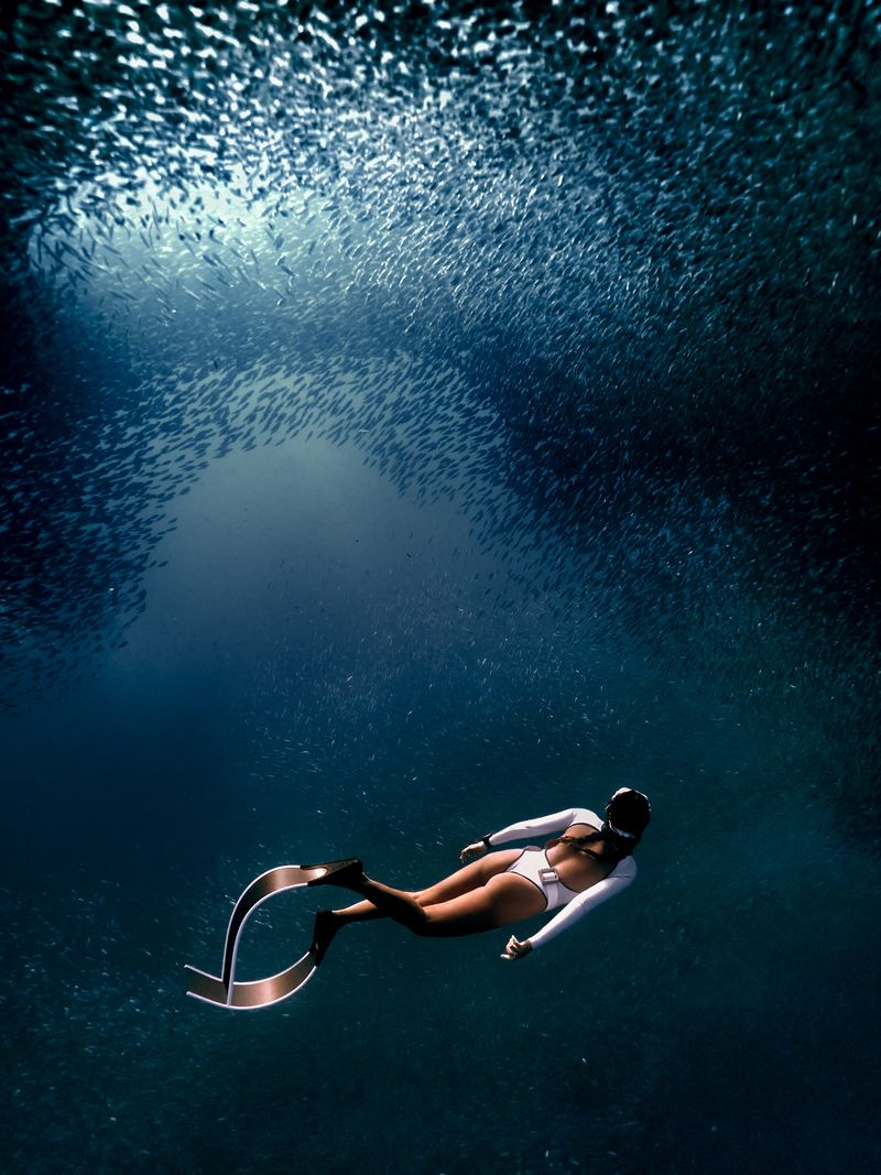 © Maddison Woollard - The Vortex | A sardine bait ball, a strong aggregation yet fluid formation, is only felt through experience