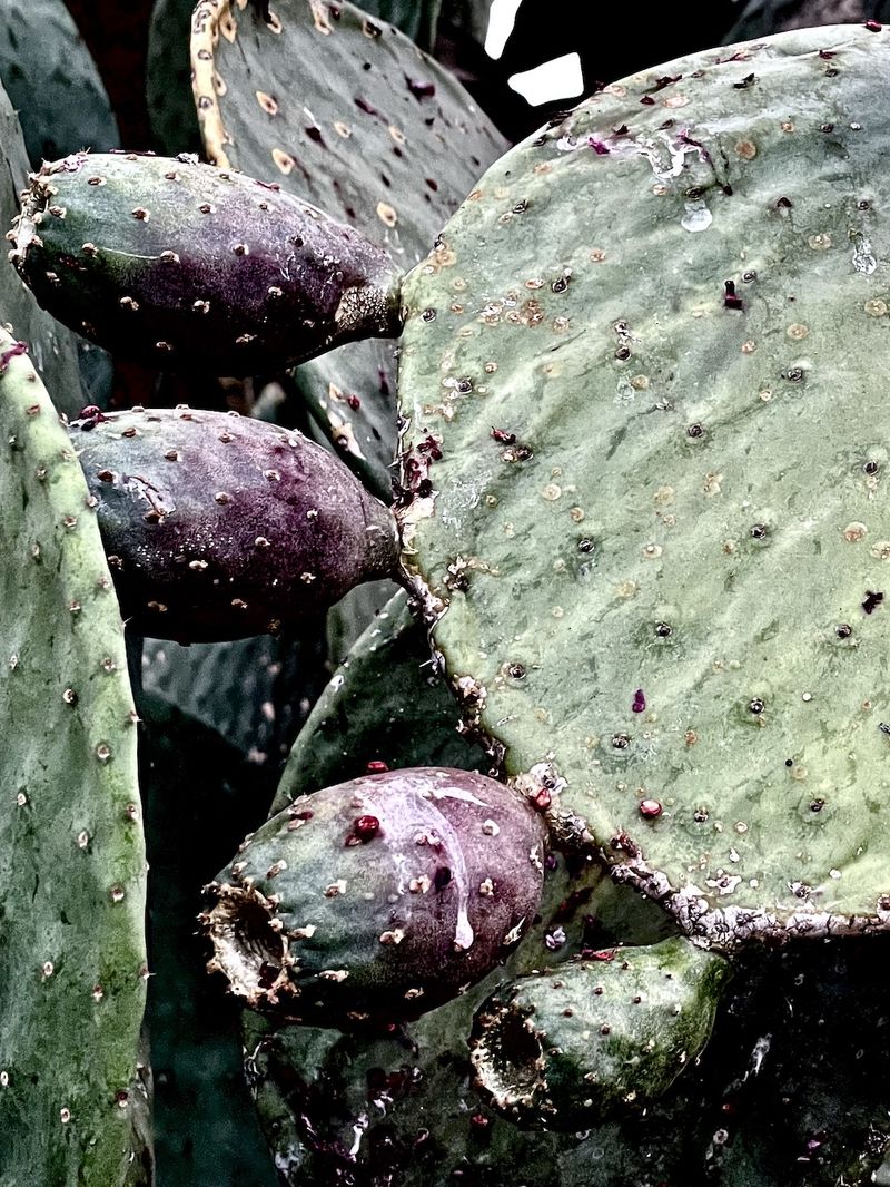 © Rosemary Davis - cactus