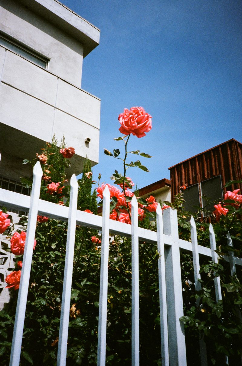 © Lance Shigematsu - Los Angeles Ca.
