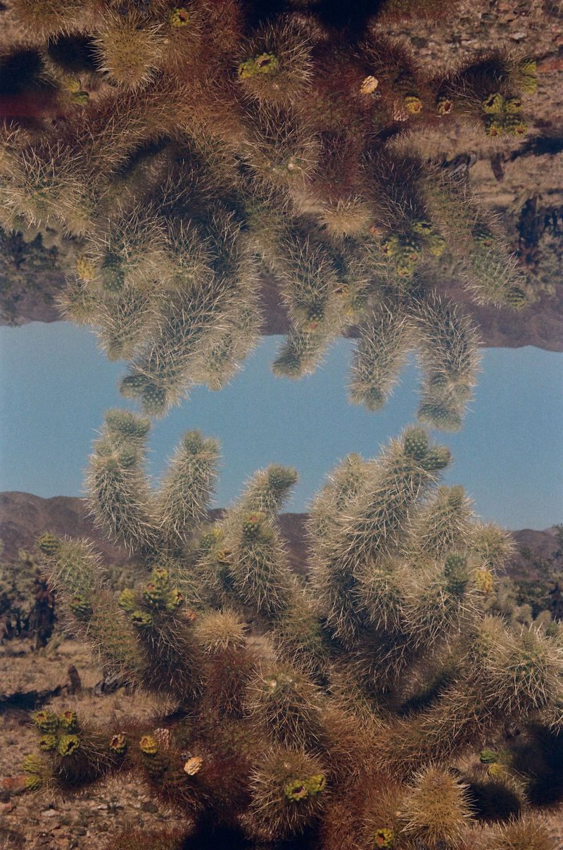 © Lance Shigematsu - Joshua Tree National Park Ca. Flip Perspective Double Exposure