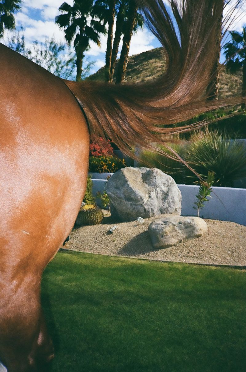 © Lance Shigematsu - Palm Springs Ca.