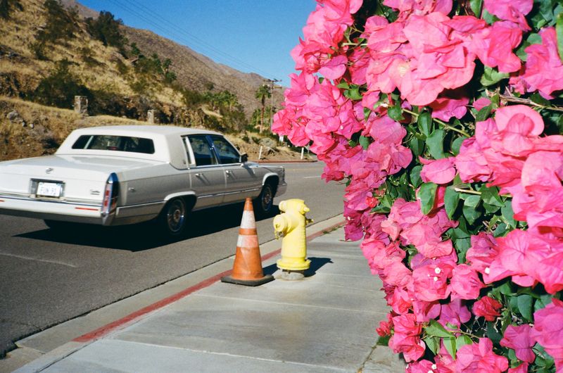 © Lance Shigematsu - Palm Springs Ca.