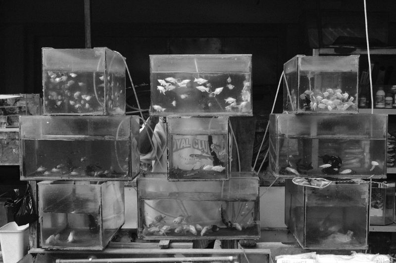 Lives Beneath Glass