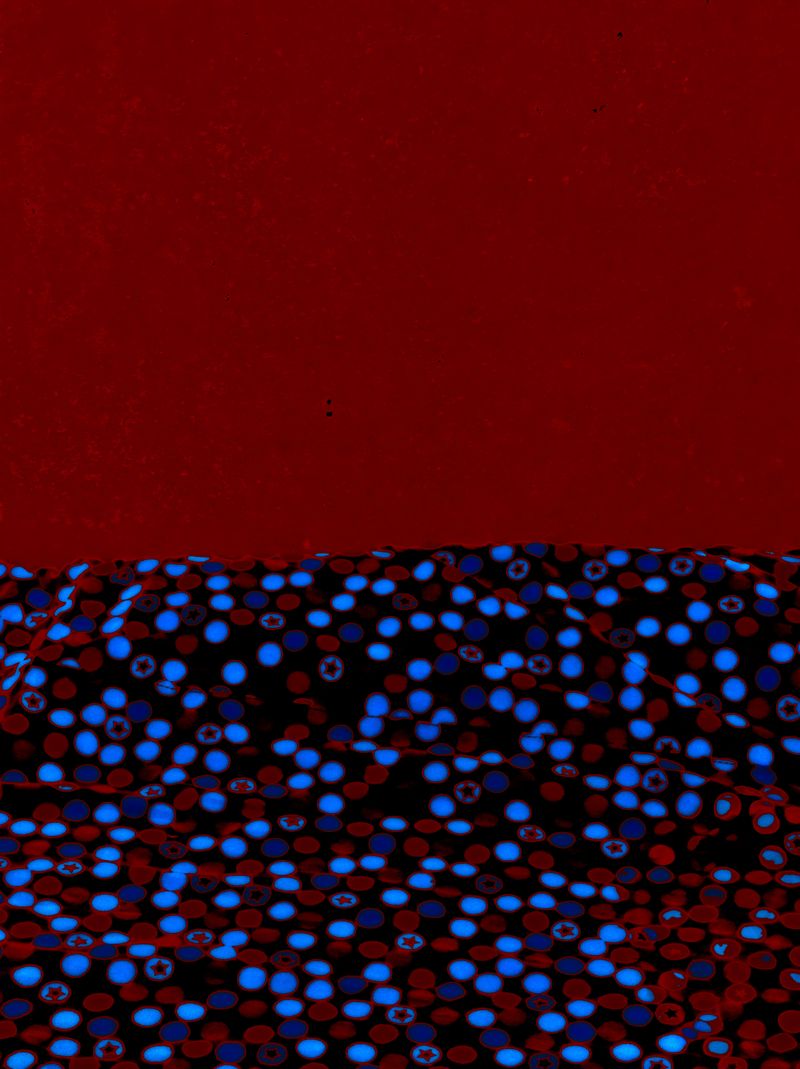 © Knut Friis - In memoriam Mark Rothko Mk. I #11 / Maroon, Azure, Cobalt, Black