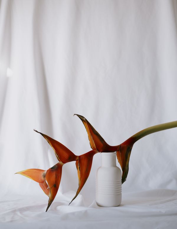 © Laredo Montoneri - Image from the The Flora Study photography project