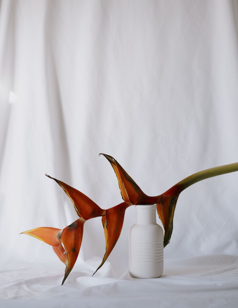 © Laredo Montoneri - Image from the The Flora Study photography project