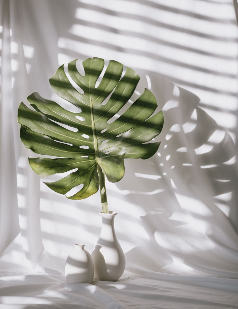© Laredo Montoneri - Image from the The Flora Study photography project