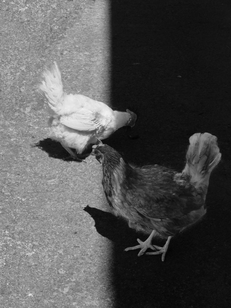 © maria abbadessa - Image from the Tarocchi Siciliani photography project