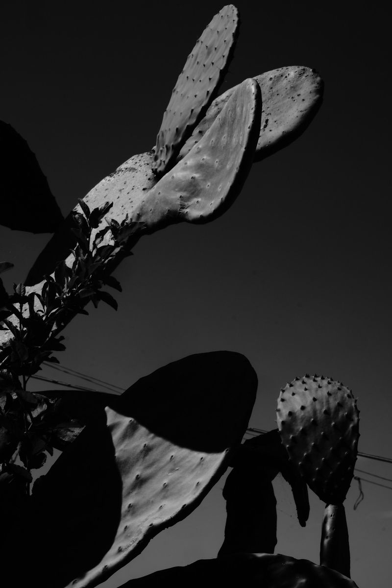 © maria abbadessa - Image from the Tarocchi Siciliani photography project