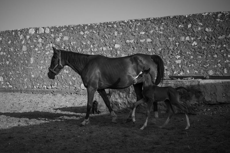 © fedi gasmi - Image from the Generations of Grace photography project