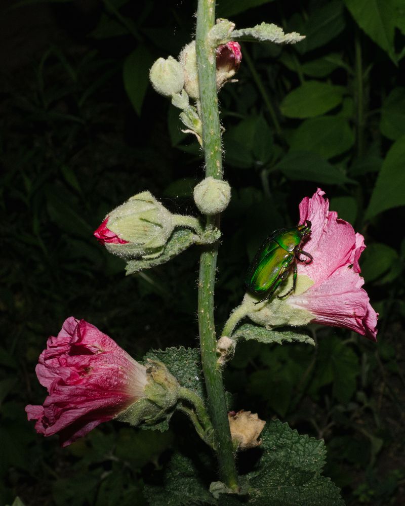 © Thea - Nocturnal allotment blooms, with taxidermy pollinator