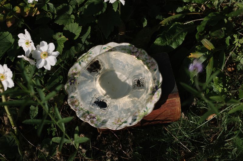 © Thea - Insect jelly.